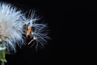 Close-up of dandelion against black background