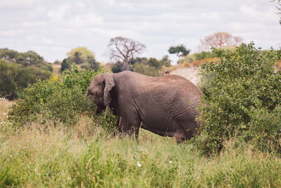 Elephants on field