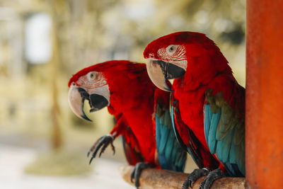 Two red blue cockatoo parrots sitting on a branch in the bird park. exotic birds in wildlife