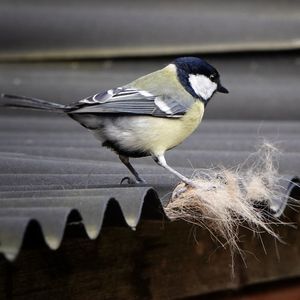 Close-up of bird perching on metal