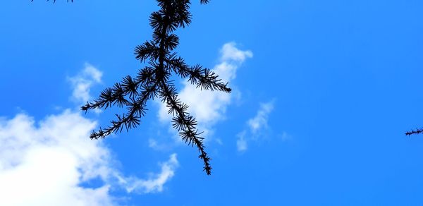 Low angle view of bird flying against blue sky