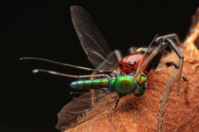 Close-up of insect over black background
