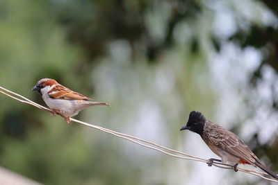 A male house sparrow perched with dark-caped bulbul on a cable, bird watching