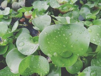 Close-up of water drops on leaves