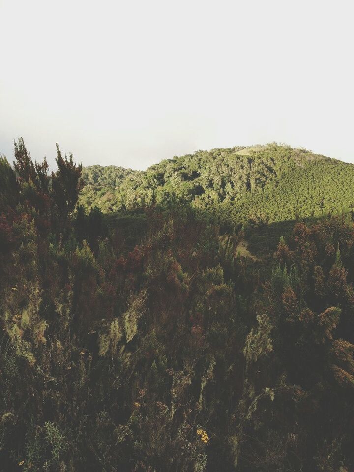 clear sky, growth, tranquility, nature, copy space, tree, tranquil scene, field, plant, landscape, beauty in nature, grass, green color, scenics, day, outdoors, sky, no people, non-urban scene, hill