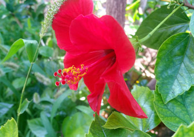 Close-up of red flower