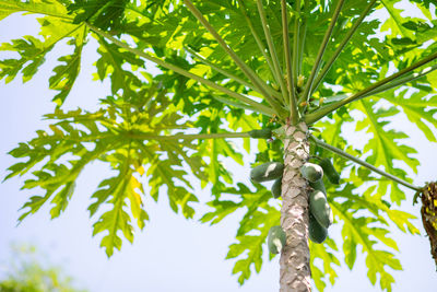 Low angle view of tree against sky