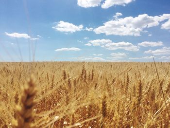 Scenic view of wheat field against sky