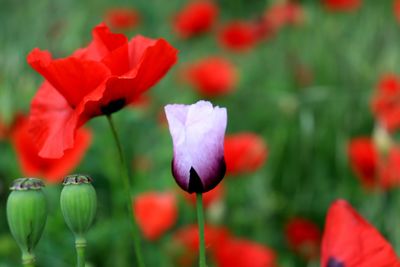 Close-up of red flowering plants