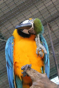 Close-up of a bird perching on wood