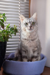 Portrait of cat sitting by potted plant