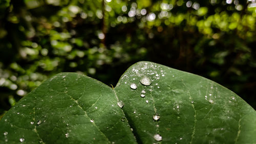 Some rain drop fall on a green leaf.