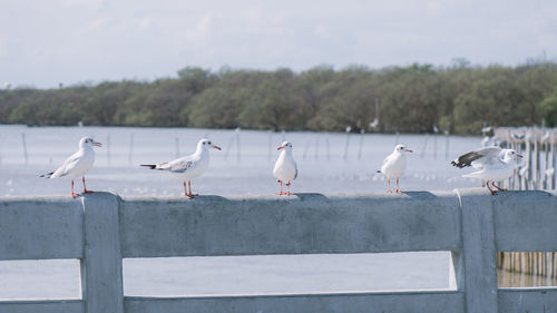 Seagulls perching on railing