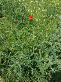 Red poppy flower on field