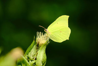 Close-up of insect on leaf