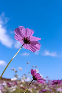 Close-up of pink cosmos flower against blue sky