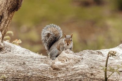 Portrait of squirrel sitting on rock