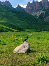 Bird on field by mountain against sky