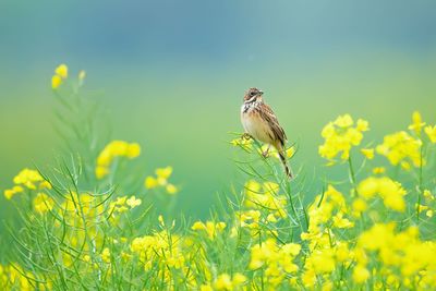 Bird perching on yellow flowering plant