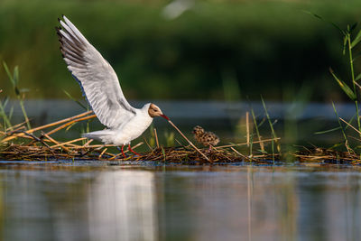 Bird flying over lake