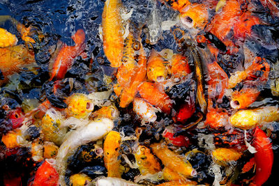 High angle view of koi carps swimming in water