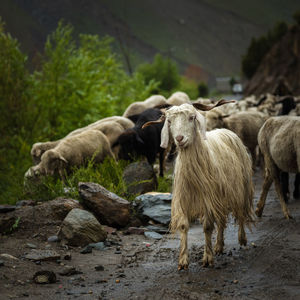 Sheep standing on rock