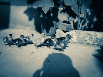 Close-up of shadow on ground