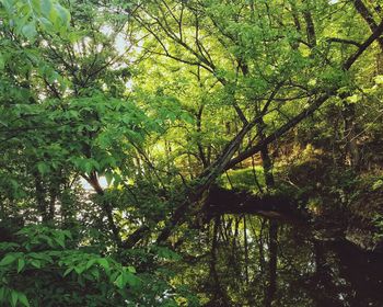 Trees growing in forest