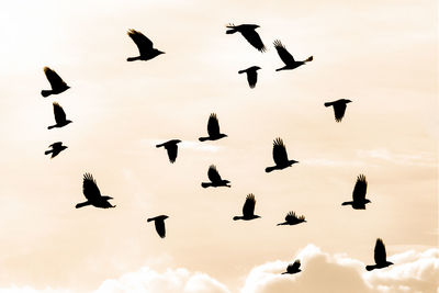 Silhouette birds flying against sky