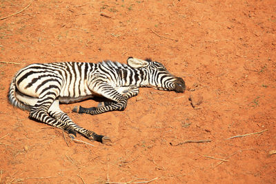 High angle view of zebra