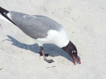 High angle view of seagull on sand at beach