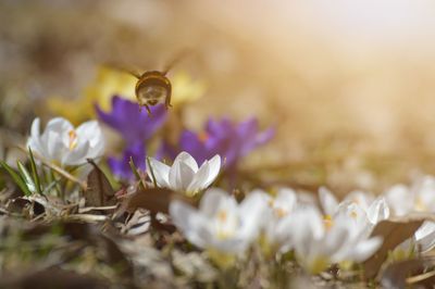 Close-up of purple crocus flowers on field