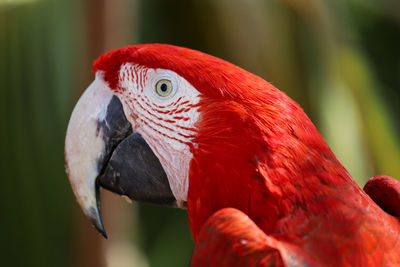 Close-up of parrot