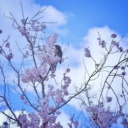 Low angle view of bird perching on tree against sky