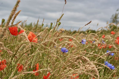 Close-up of poppy flowers blooming on field