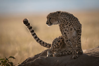 Cheetah sitting on rock in zoo