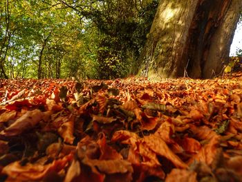 Close-up of autumn leaves