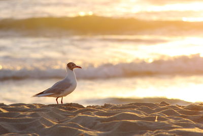 Seagull perching on beach