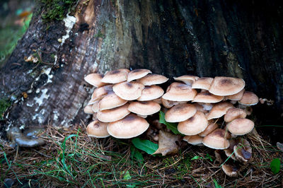 Close-up of mushrooms growing on tree trunk