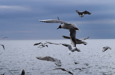 Seagulls flying over sea against sky