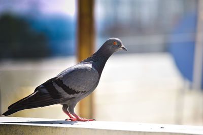 Closeup of pigeon