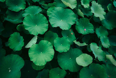 High angle view of lily pads