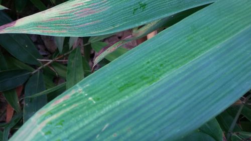 High angle view of leaves on field