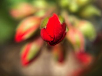 Close-up of red flower blooming outdoors
