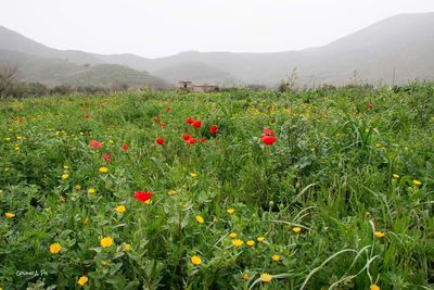 Full frame shot of red flowers in field