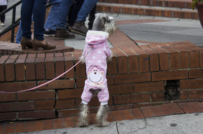Rear view of dog with funny clothing