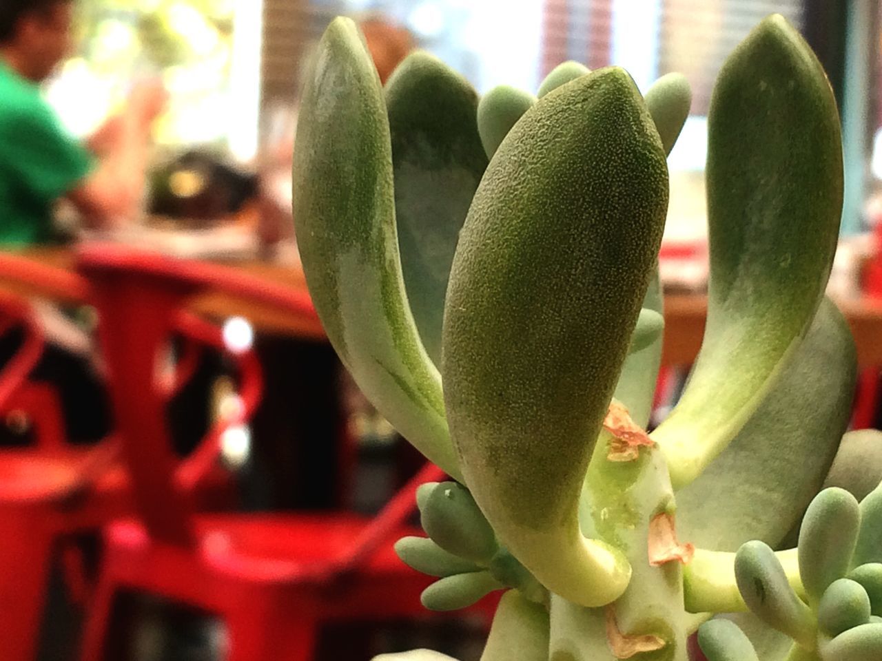 freshness, close-up, growth, green color, focus on foreground, plant, leaf, red, nature, bud, flower, beauty in nature, fragility, new life, stem, selective focus, cactus, no people, day, green