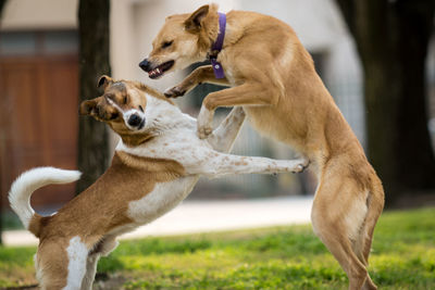 Dogs fighting at park