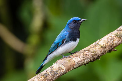 Close-up of bird perching on branch