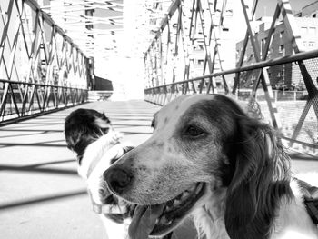 Dogs on footbridge in city
